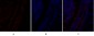 PI 3-kinase p110α Polyclonal Antibody